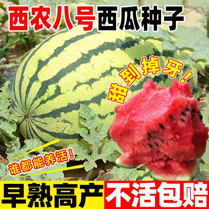 西农八号西瓜种子懒汉西瓜种籽抗中熟特高产大8424麒麟瓜子无籽孑