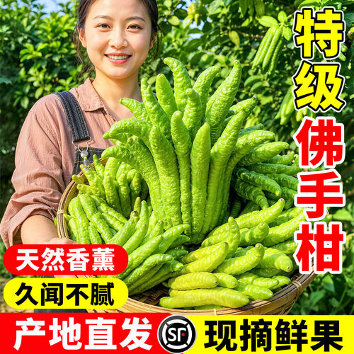 佛手柑清供鲜果云南新品桌面闻香
