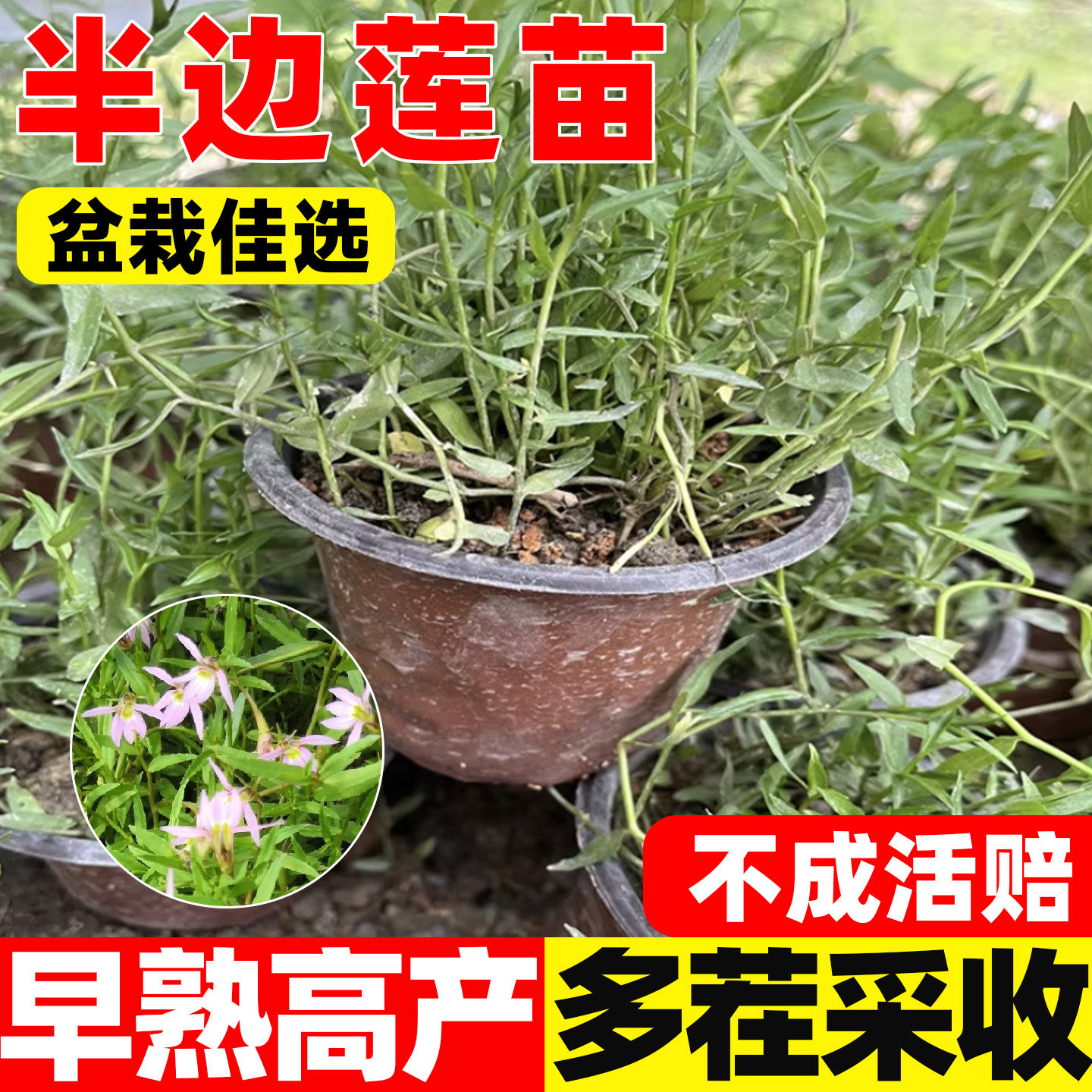 半边莲苗盆栽易活盆栽中草药材草可药用食用阳台种植半边莲种植苗