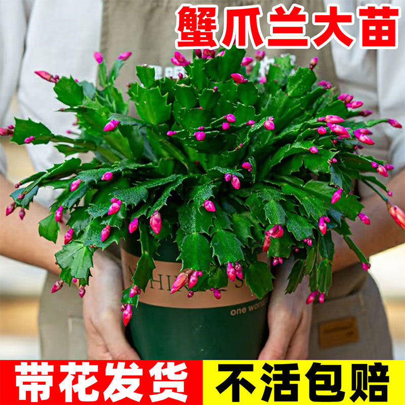 新品蟹爪兰花苗盆栽带花苞四季开多肉绿植盆栽蟹爪莲室内嫁接花卉