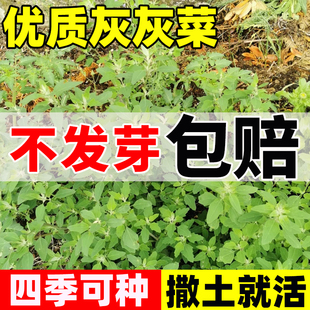 灰灰菜种子野生山野菜灰条菜种籽早熟抗病高产蔬菜四季种植易成活