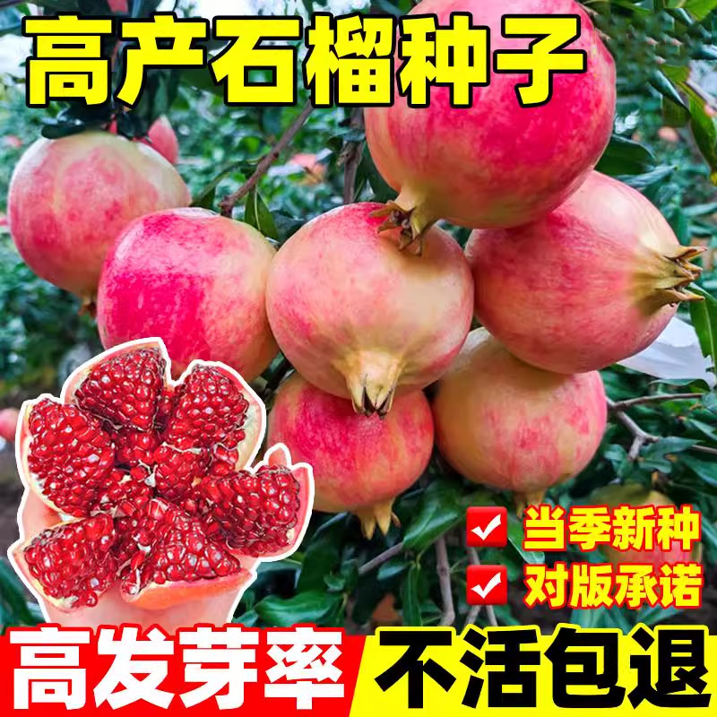 石榴种子四季播种盆景水晶石榴树果树种子海榴花青素种籽水果种孑