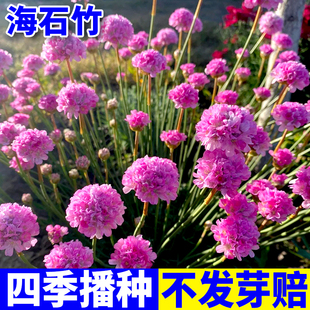 海石竹花种籽子四季播种开花室外易种植阳台庭院五彩石竹盆栽种子