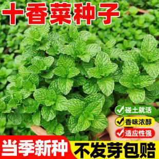 十香菜种子石香菜种籽孑驱蚊食用鱼香菜草家庭阳台植物盆栽蔬菜孑