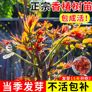 红油香椿树苖正宗矮化食用香春树苗南方种植四川春芽果树果苗盆栽