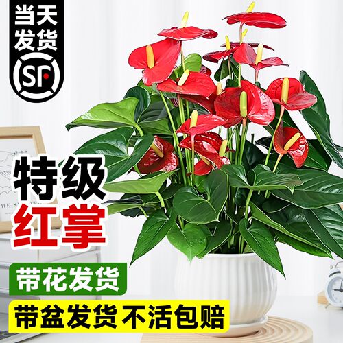 红掌盆栽带花室内好养绿植花卉客