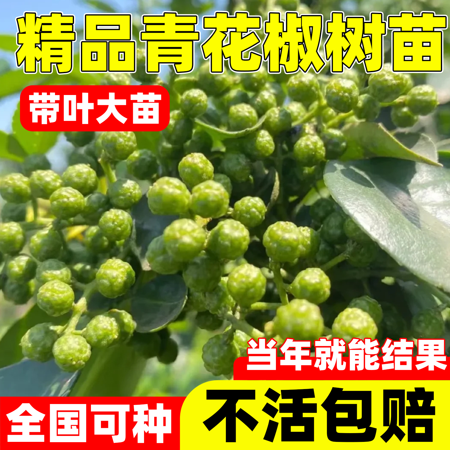 花椒树苗四川汉源藤无刺大