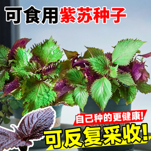 可食用紫苏种子四季大叶双面紫苏子绿苏种籽阳台庭院盆栽蔬菜种孑
