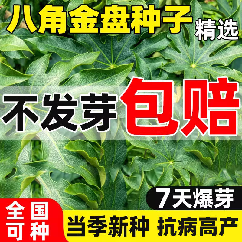 八角金盘种子八金盘种籽八手金刚纂手树常绿庭院园林绿化花园种植