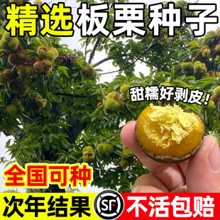 板栗种子特大板栗四季种植好养易活毛栗子种籽阳台庭院盆栽果树苗