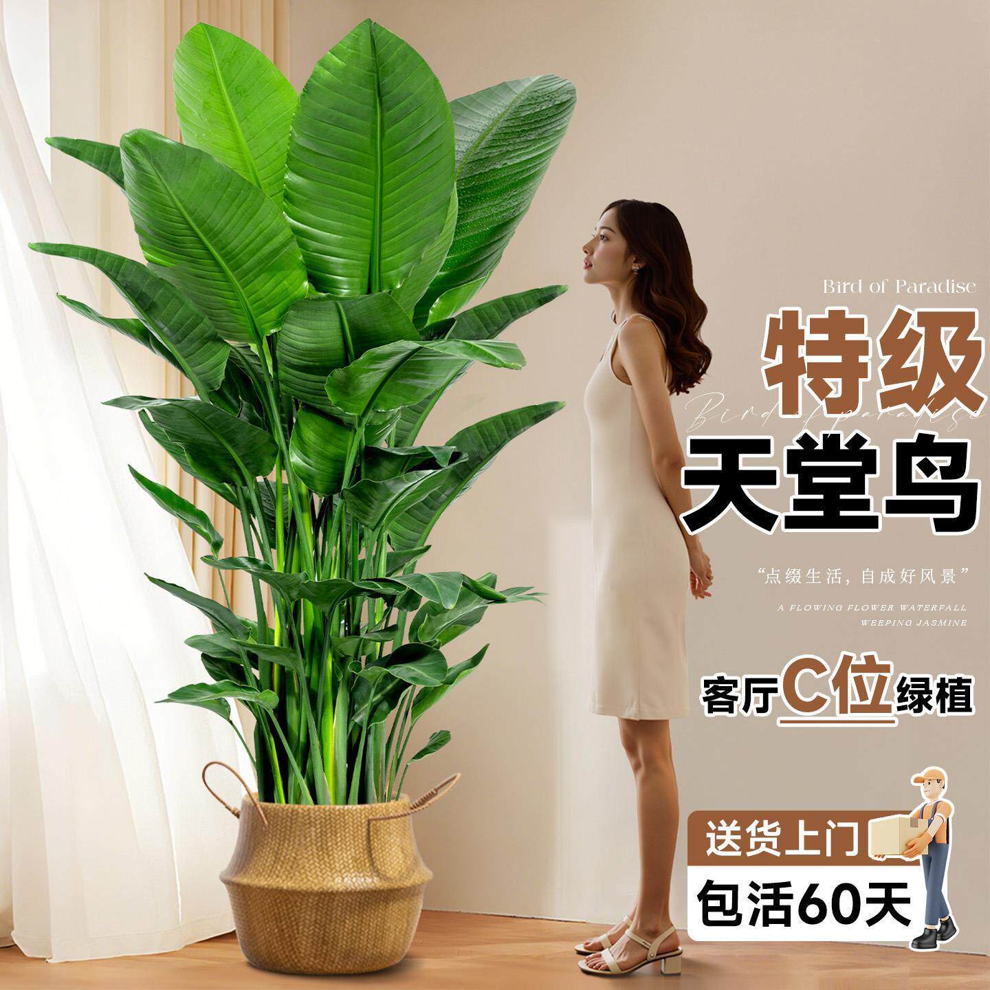 天堂鸟客厅绿植盆栽室内大型绿植