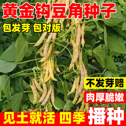 黄金勾种籽高产油豆角沟扁豆