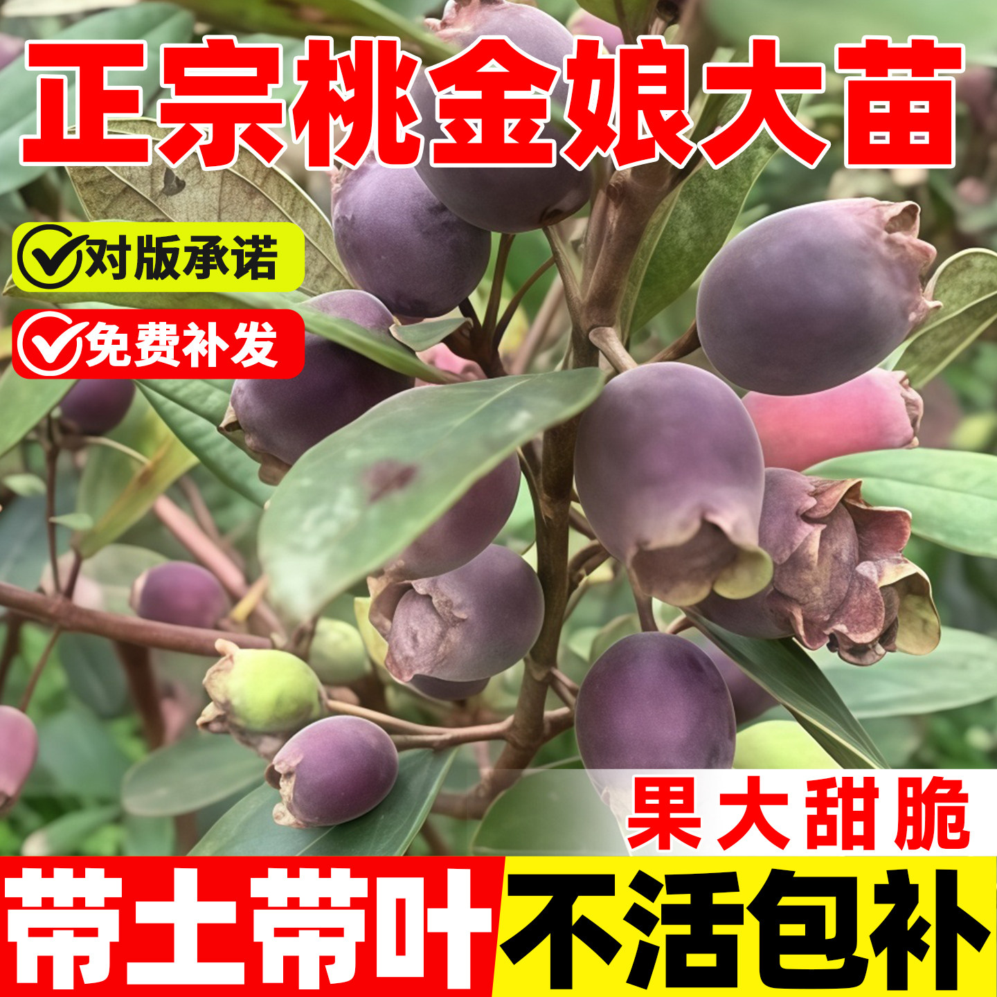 果树捻子树苗果苗捻子果苗山捻子乌稔苗桃金娘苗盆栽庭院室外果树