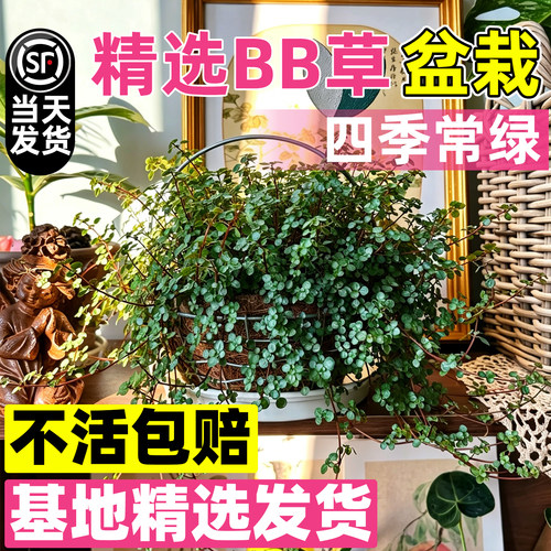 BB草迷你盆栽匍匐观叶好养