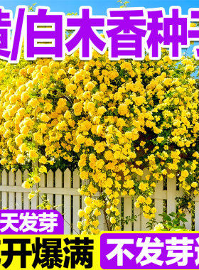 黄白木香花种子浓香爬藤植物种孑