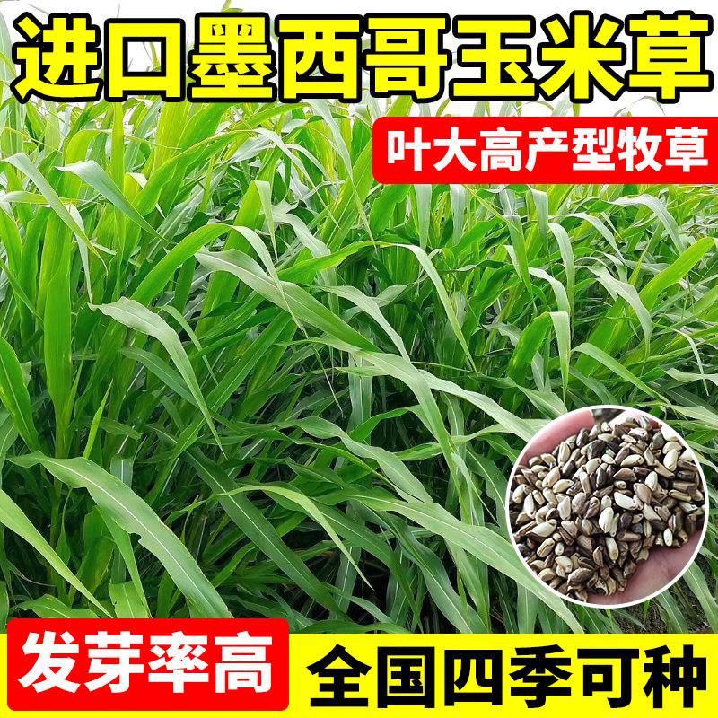 进口墨西哥玉米草种籽多年生鱼草四季种植牧草种子畜牧养殖黑麦草