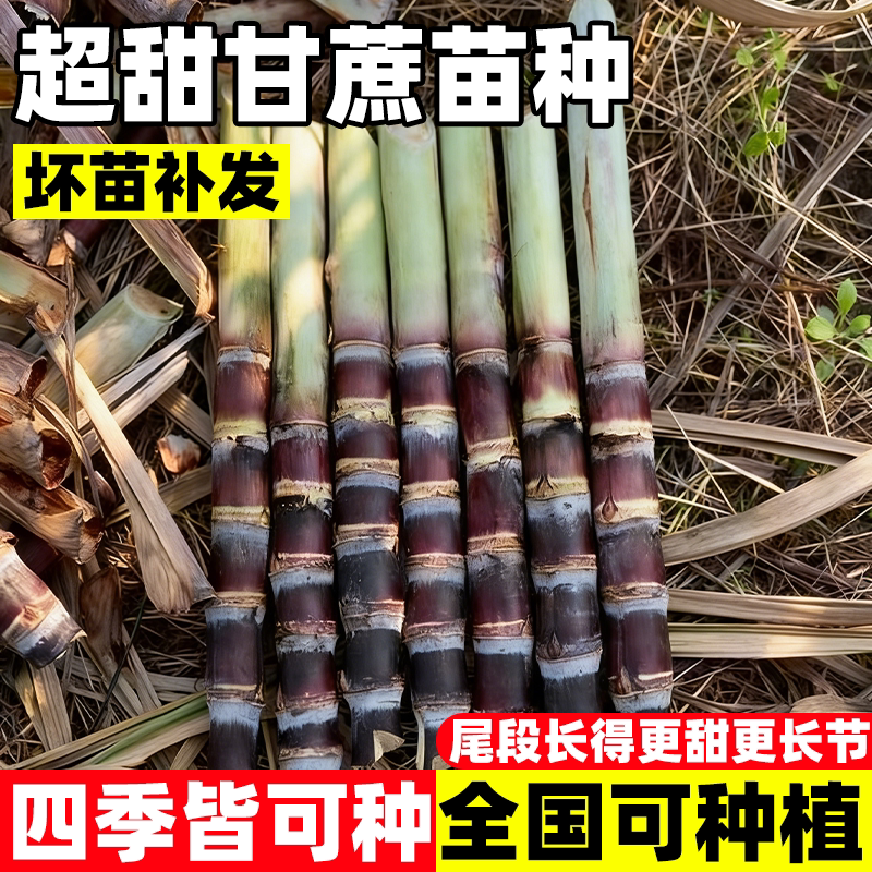 一代黑皮甘蔗种苗黄皮青皮甘蔗种图片