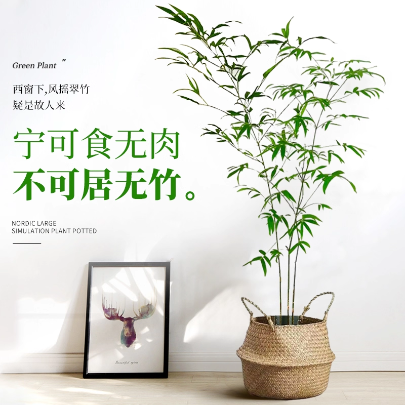 竹子盆栽室内大型绿植客厅四季常