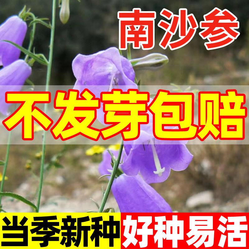 南沙参种子中药材海沙参北沙参四季高产莱阳参种子药用北条参种籽