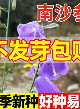 南沙参种子中药材海沙北沙参四季