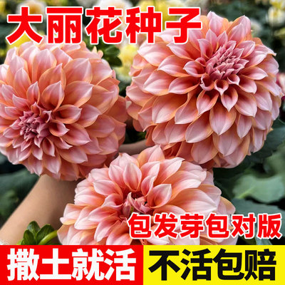 重瓣大丽花种子小籽地瓜多