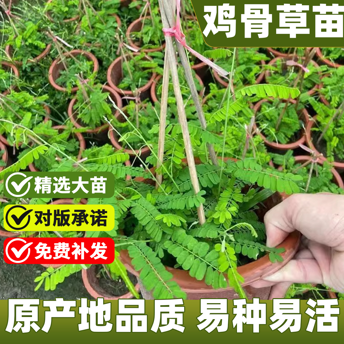 正宗广西鸡骨草相思子草本中草药