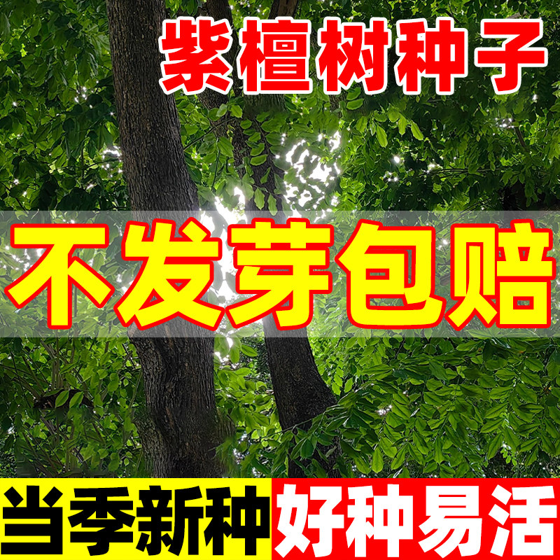 紫檀树种子进口林木种子护坡绿化庭院小叶紫檀木种子檀香树种子籽