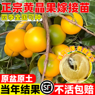 黄晶果树果苗冬蜜早熟盆栽嫁接当年结果四季南北方种黄金果苗久蜜