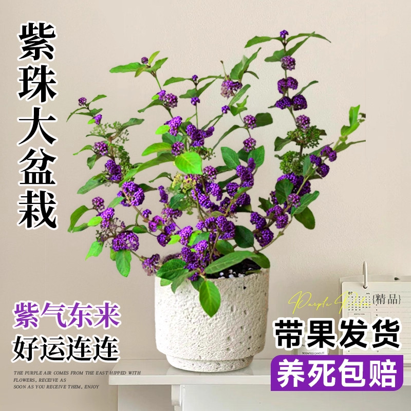 紫珠盆栽不需要阳光的绿植桌面室