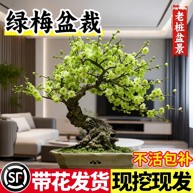 绿宝石海棠花苗四季重瓣大花北方