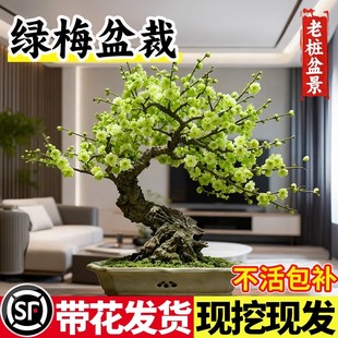 绿宝石海棠花苗四季重瓣大花北方种植好养花卉绿植物盆栽老桩树苗