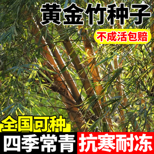 黄金竹子种子四季常青竹子苗庭院景观植物金镶玉罗汉竹毛竹种籽苗