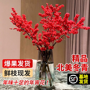 北美冬青盆栽红果鲜切枝水培植物室内真花年宵花卉水养进口真花卉