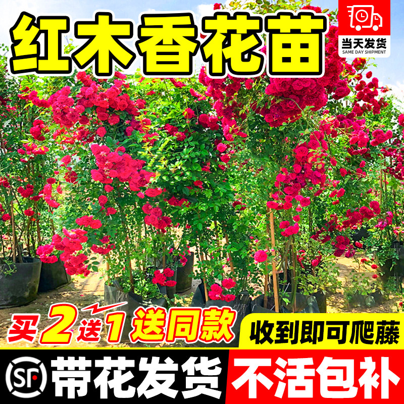 红木香爬藤花苗庭院植物蔷薇图片