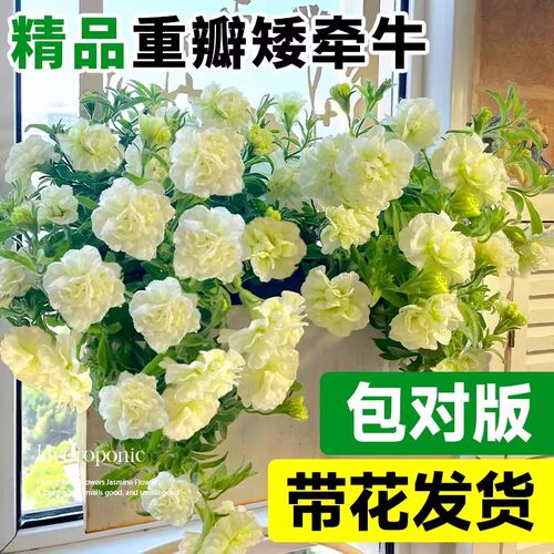 重瓣矮牵牛花苗盆栽带花苞室