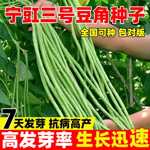 宁豇三号豆角种子蔬菜种籽早熟
