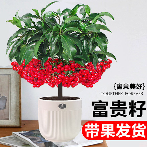 富贵籽盆栽带果金玉满堂黄金万两