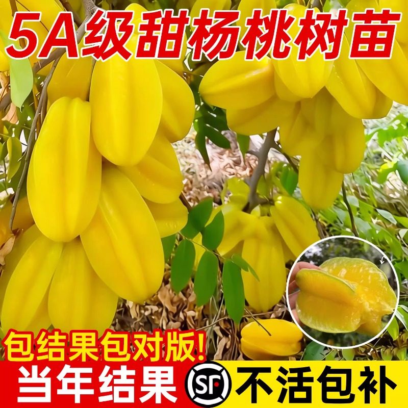 杨桃树果苗四季甜阳黄车厘图片