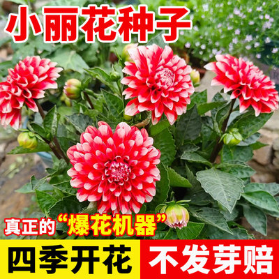小丽花种子易养活四季开大
