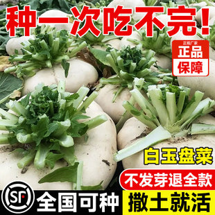白玉盘菜种籽子农家高产玉盘菜头籽阳台家庭小院盆栽种植蔬菜种子