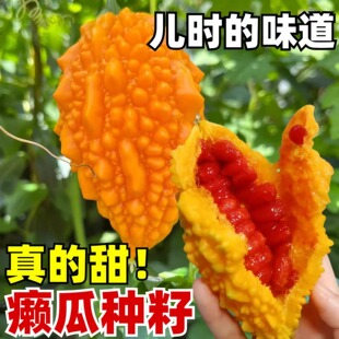 金铃子赖葡萄种子苦瓜种籽耐热盆栽金癞瓜春季四季播阳台蔬菜种孑