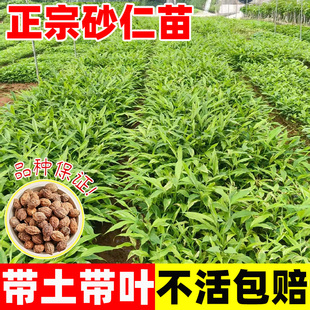 正宗阳春春砂仁苗野生现挖现发春砂仁种根苗种植苗剪叶带芽带根苗