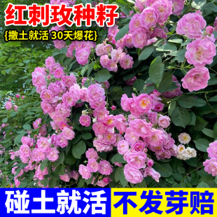 红刺玫种子玫瑰花种籽四季开花易活阳台庭院盆栽大花黄刺玫种籽孑