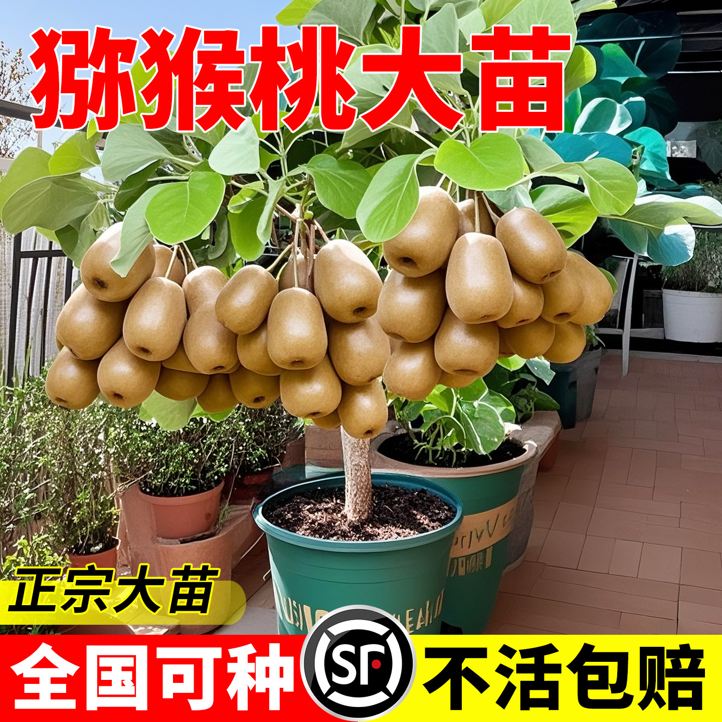 正宗猕猴桃苗原土带叶带花庭院种图片