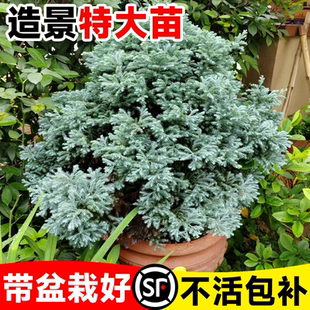 蓝湖柏蓝色波尔瓦庭院蓝冰柏树树苗盆栽花镜绿植造景植物四季常青