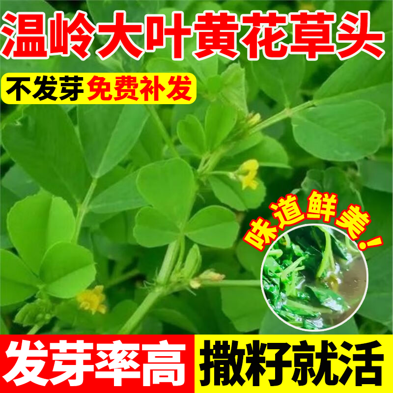 温岭大叶黄花草头种子苜蓿种上海