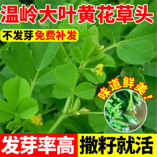 温岭大叶黄花草头种子苜蓿种上海特产母齐头四季蔬菜种籽三叶秧草