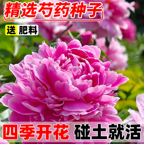 混色芍药花种籽四季开花多年生重