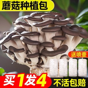 蘑菇种植包家庭平菇种植菌种香菇金针菇榆黄蘑可食用儿童蘑菇菌包