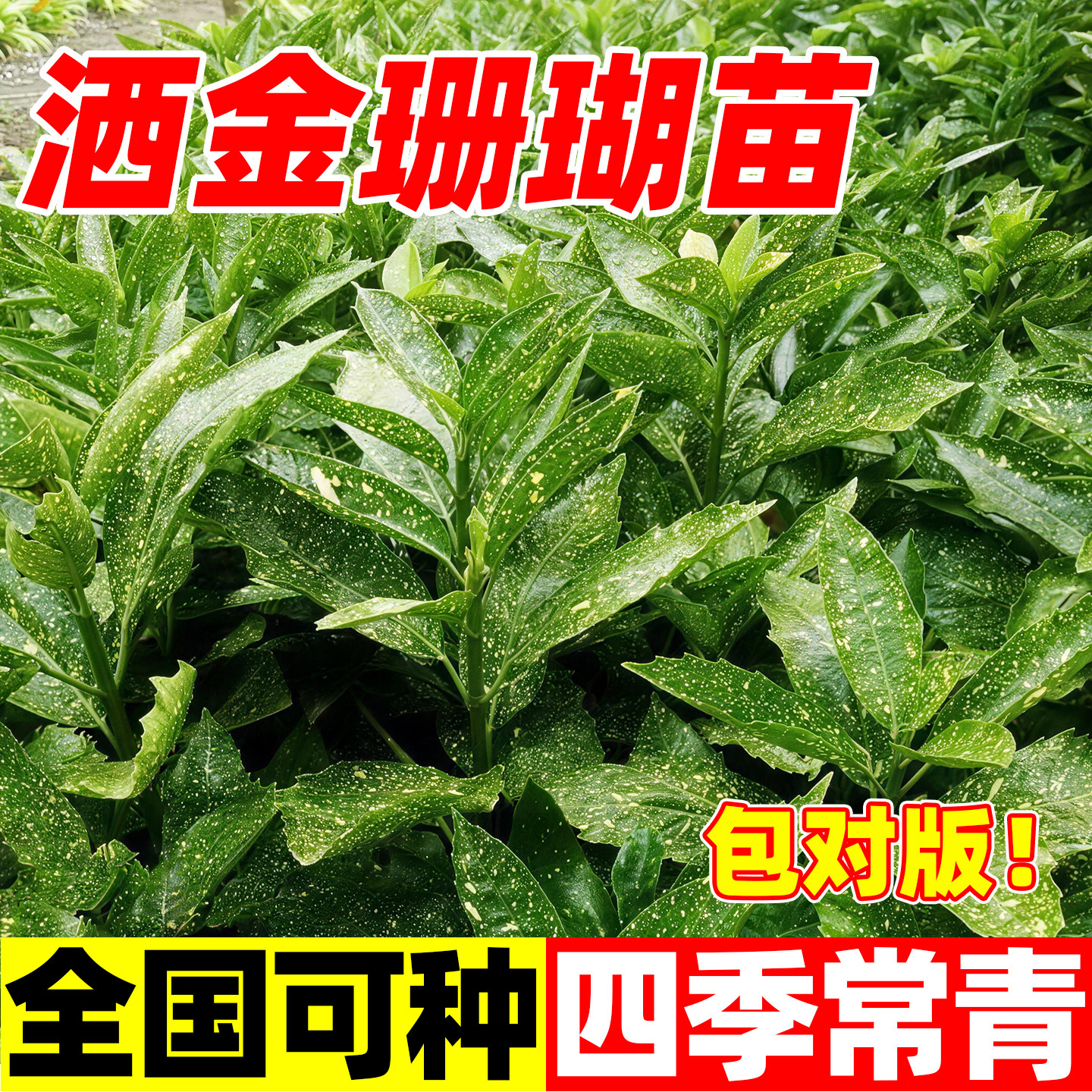 洒金珊瑚树苗四季常绿彩叶灌木图片
